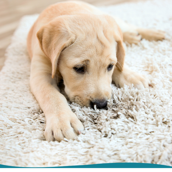 Pt Stain Odor Removal Services