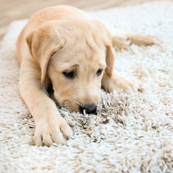 Pet Odor Stain Removal in Prospero CA