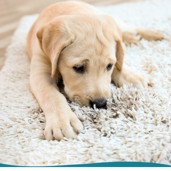 Pt Stain Odor Removal Services